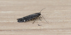 Chionodes sabinianae