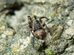 Episinus nubilus