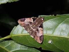Ercheia cyllaria