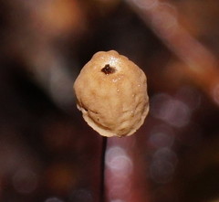 Marasmius crinis-equi