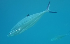 Scomberoides lysan