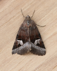 Drasteria perplexa