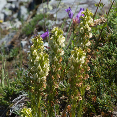 Pedicularis contorta contorta
