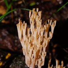 Artomyces austropiperatus