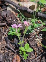Phlox adsurgens
