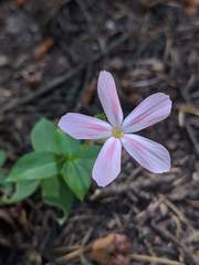 Phlox adsurgens