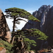 Huangshan Pine - Photo (c) andreaqi / Andrew Ciceri, some rights reserved (CC BY-SA)