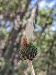 Cirsium ciliolatum