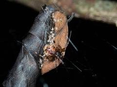 Parasteatoda songi