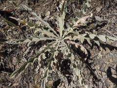 Cirsium ciliolatum