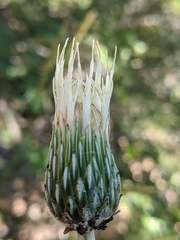 Cirsium ciliolatum