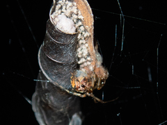 Parasteatoda songi