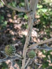 Cirsium ciliolatum