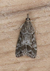 Eudonia rectilinea