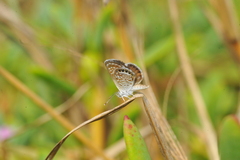 Brephidium exilis isophthalma