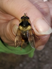 Criorhina bubulcus