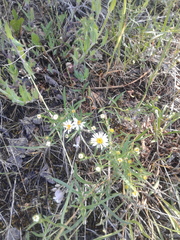 Symphyotrichum porteri