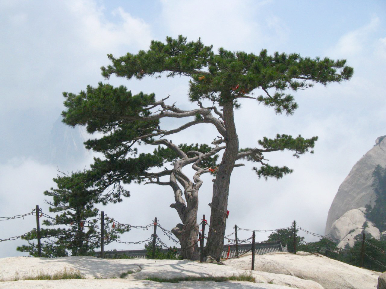 Pinus tabuliformis