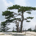 Pinus tabuliformis - Photo (c) Ianz on Flickr, algunos derechos reservados (CC BY-SA)