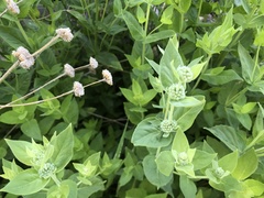 Pycnanthemum californicum