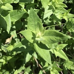 Pycnanthemum californicum