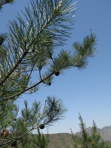 Chinese red pine