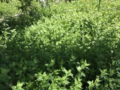 Pycnanthemum californicum