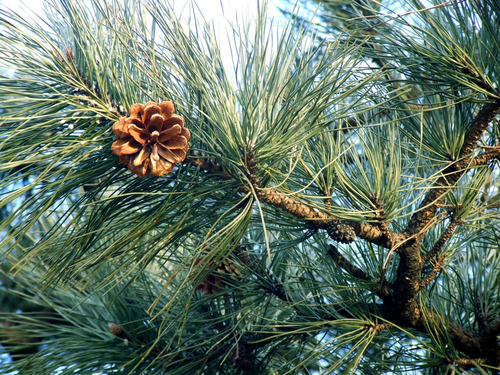 Chinese red pine