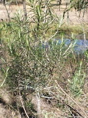 Cassinia laevis