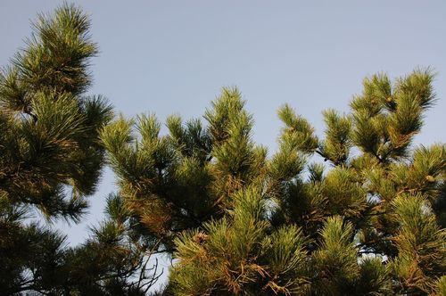 Chinese red pine