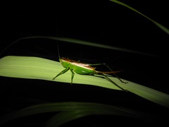 Conocephalus gigantius