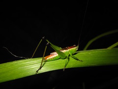 Conocephalus gigantius
