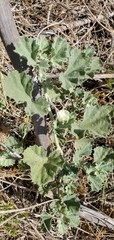 Malvella leprosa
