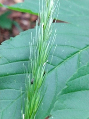Elymus caninus