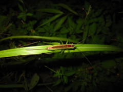 Conocephalus gigantius