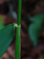 Elymus caninus