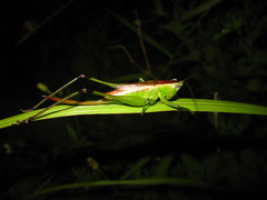 Conocephalus gigantius