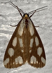 Haploa confusa