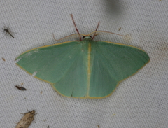 Chlorocoma assimilis