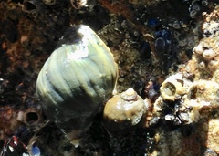 Nucella ostrina