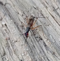 Rainieria antennaepes
