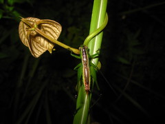 Conocephalus gigantius