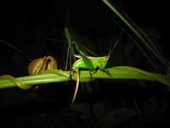 Conocephalus gigantius