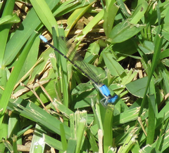 Argia apicalis