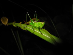 Conocephalus gigantius