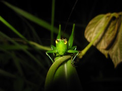 Conocephalus gigantius