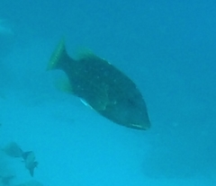 Lethrinus erythracanthus