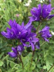 Campanula glomerata