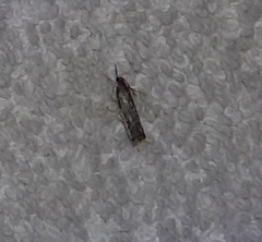 Dichomeris ligulella