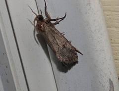 Acrolophus texanella